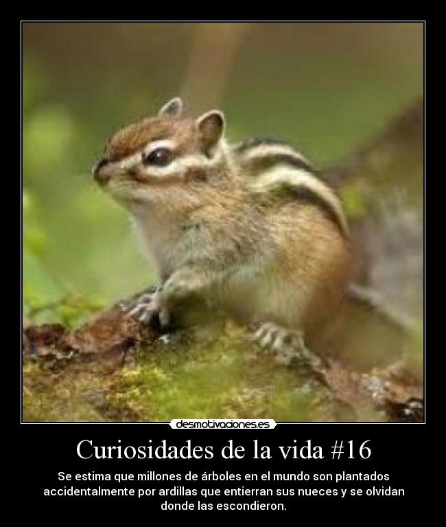 Curiosidades de la vida #16 - 