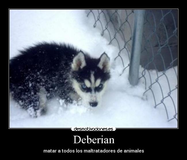 Deberian - matar a todos los maltratadores de animales