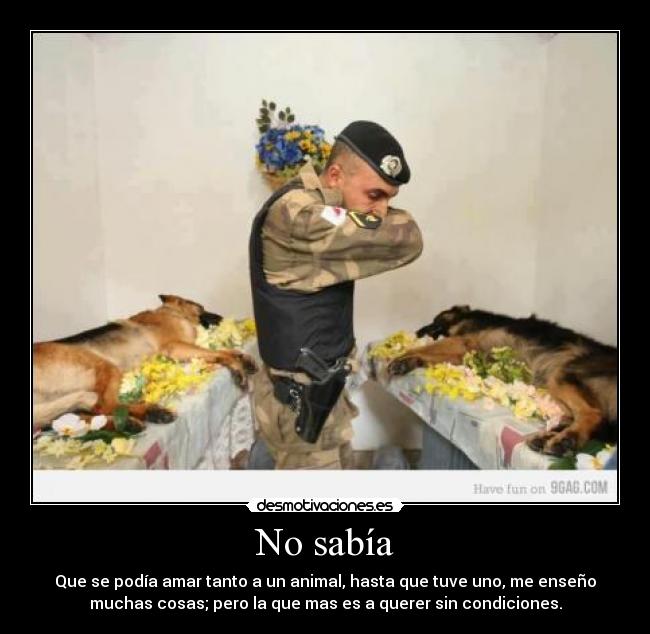 No sabía - Que se podía amar tanto a un animal, hasta que tuve uno, me enseño
muchas cosas; pero la que mas es a querer sin condiciones.
