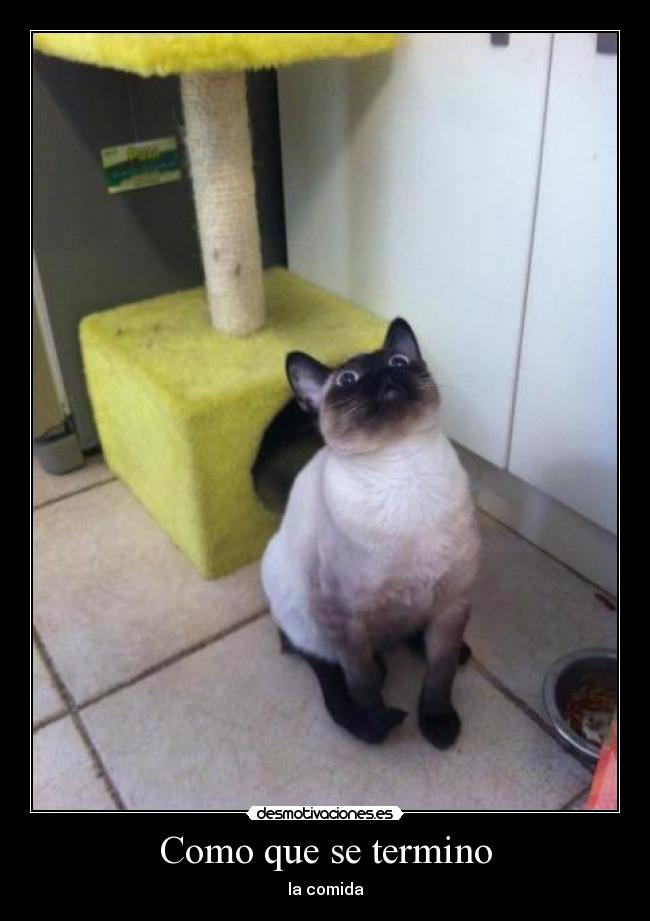 Como que se termino - la comida