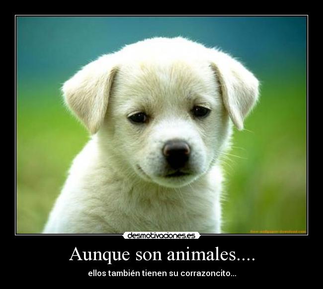 Aunque son animales.... - ellos también tienen su corrazoncito...