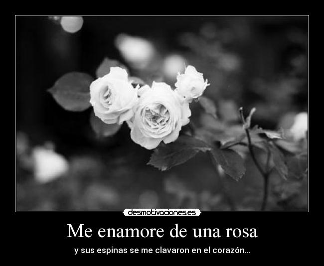 Me enamore de una rosa - 