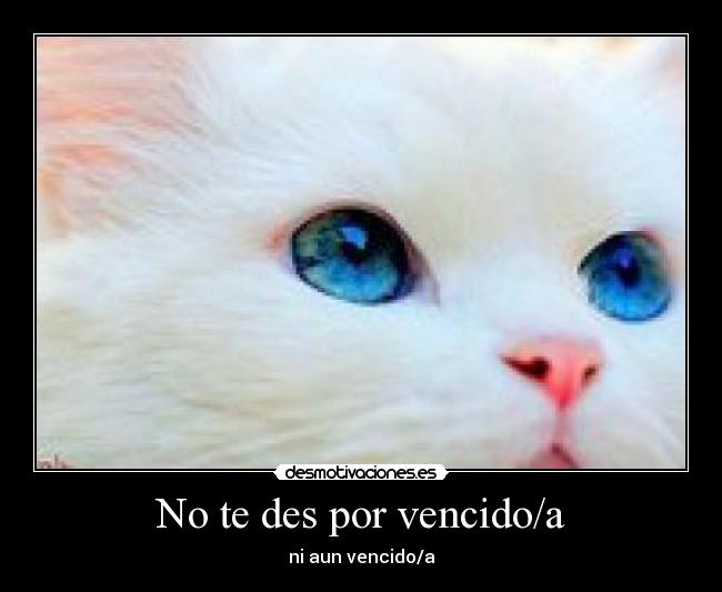 No te des por vencido/a - ni aun vencido/a