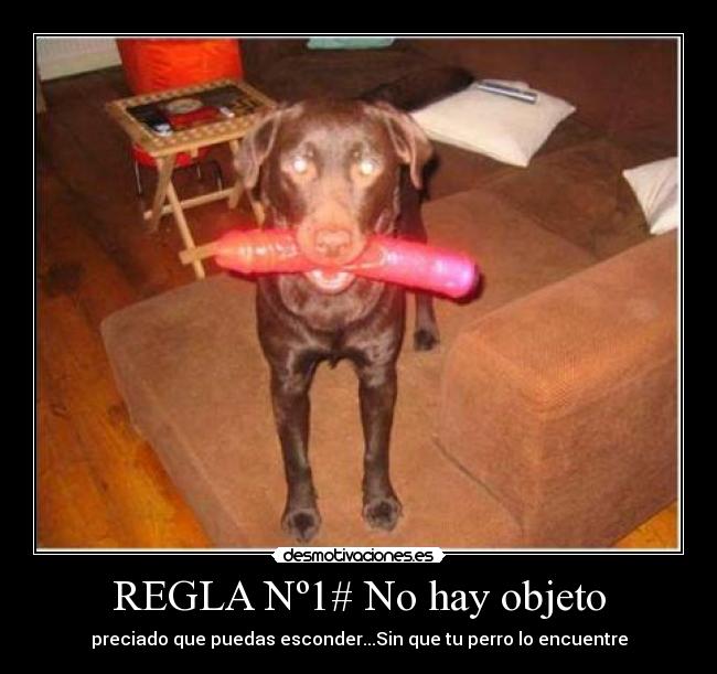 carteles perro objetos desmotivaciones