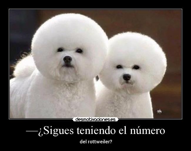 —¿Sigues teniendo el número - del rottweiler?