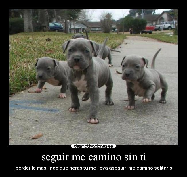 seguir me camino sin ti - perder lo mas lindo que heras tu me lleva aseguir me camino solitario