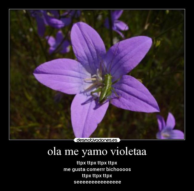 ola me yamo violetaa - ttpx ttpx ttpx ttpx
me gusta comerrr bichoooos
ttpx ttpx ttpx
seeeeeeeeeeeeeee