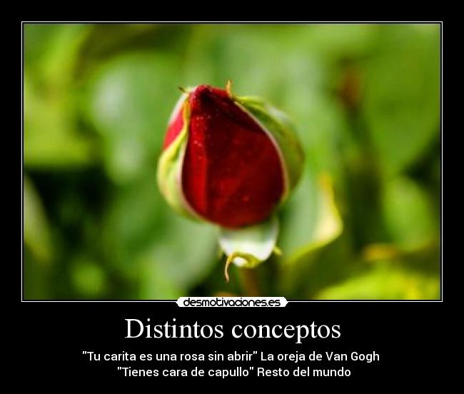 Distintos conceptos - Tu carita es una rosa sin abrir La oreja de Van Gogh
Tienes cara de capullo Resto del mundo