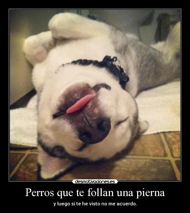 Perros que te follan una pierna - 