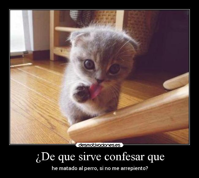 carteles gatos desmotivaciones