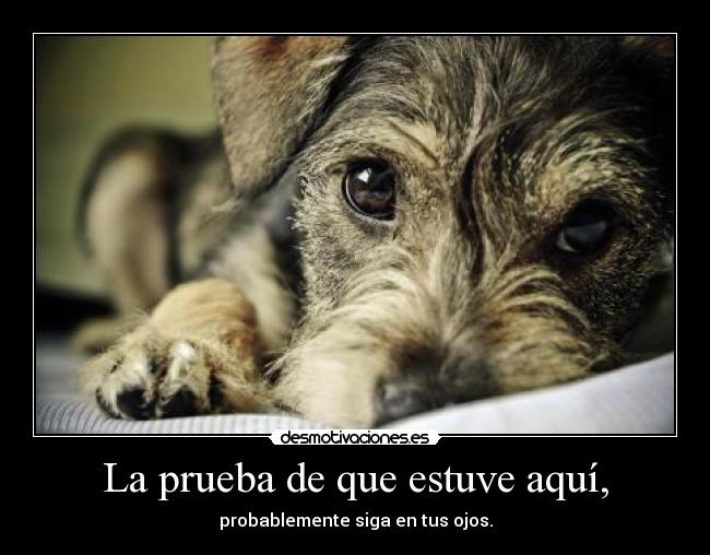 La prueba de que estuve aquí, - 