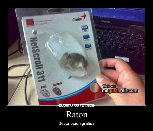 Raton - 