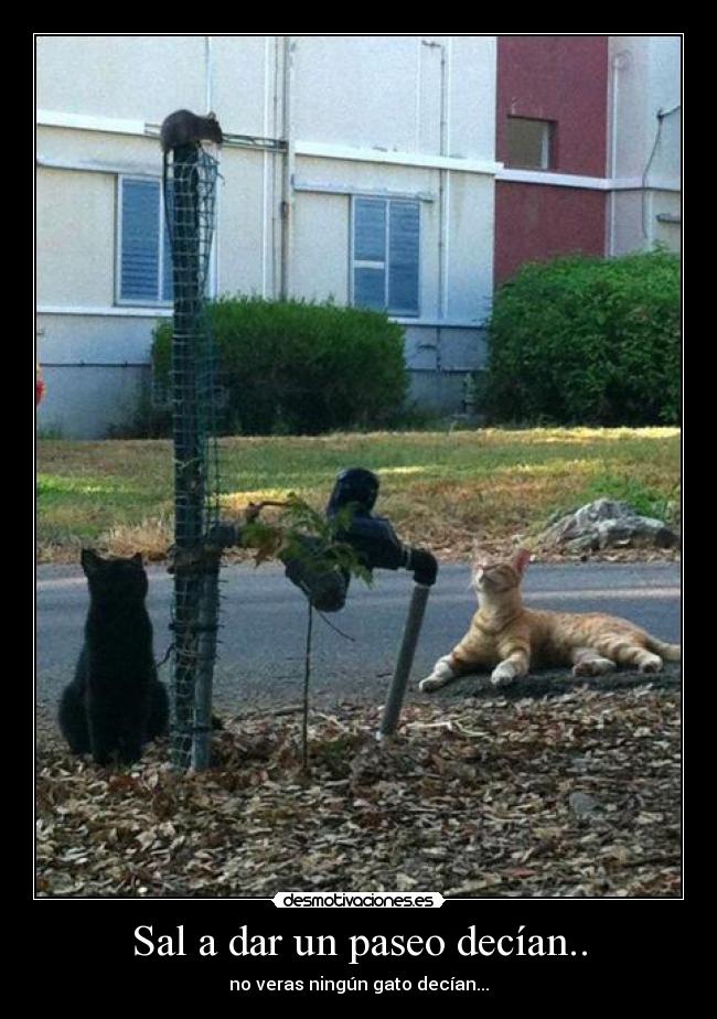 Sal a dar un paseo decían.. - no veras ningún gato decían...