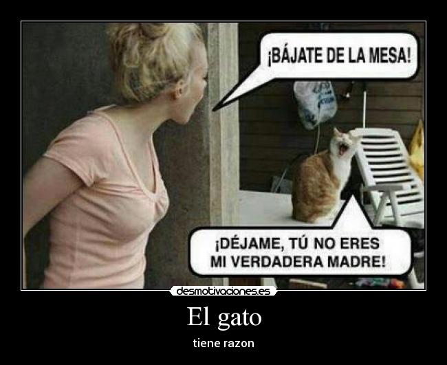 El gato - tiene razon