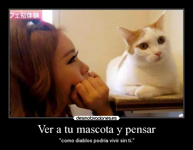 carteles amo amigo gatuno desmotivaciones