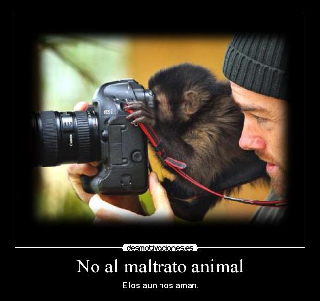 No al maltrato animal - Ellos aun nos aman.