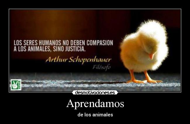 carteles animales aprender justicia arthur schopenhauer filosofia desmotivaciones