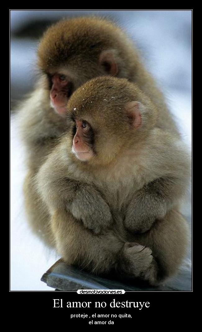 El amor no destruye -