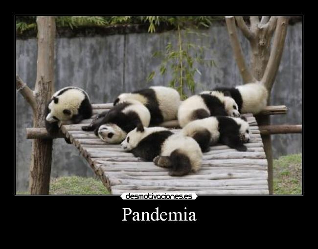 carteles pandemia pandas chinos desmotivaciones