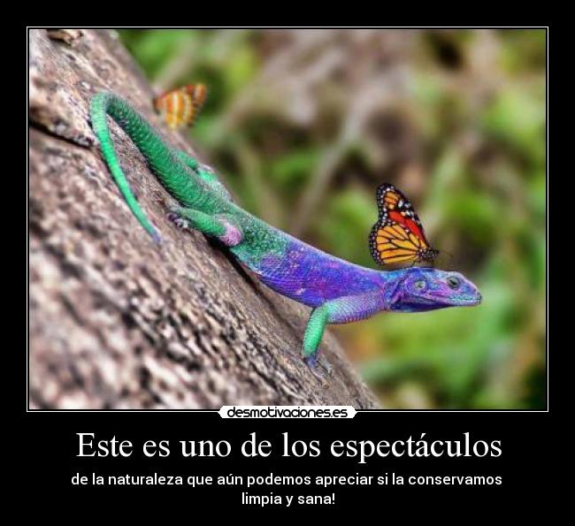 Este es uno de los espectáculos - 