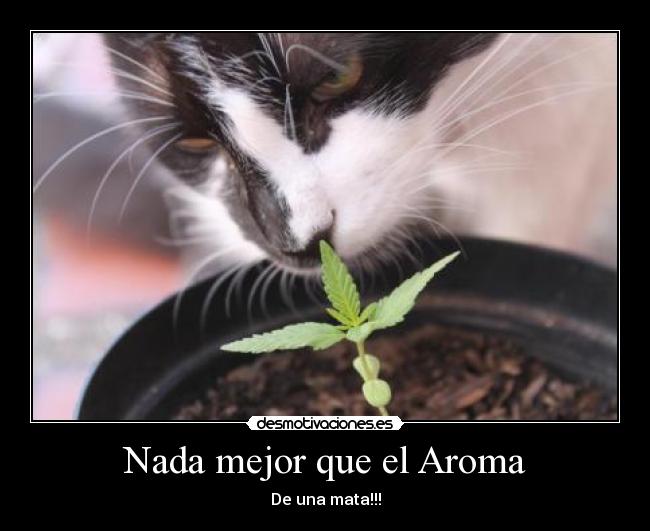 Nada mejor que el Aroma - 