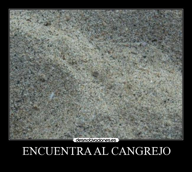 carteles animal buscar encontrar desmotivaciones