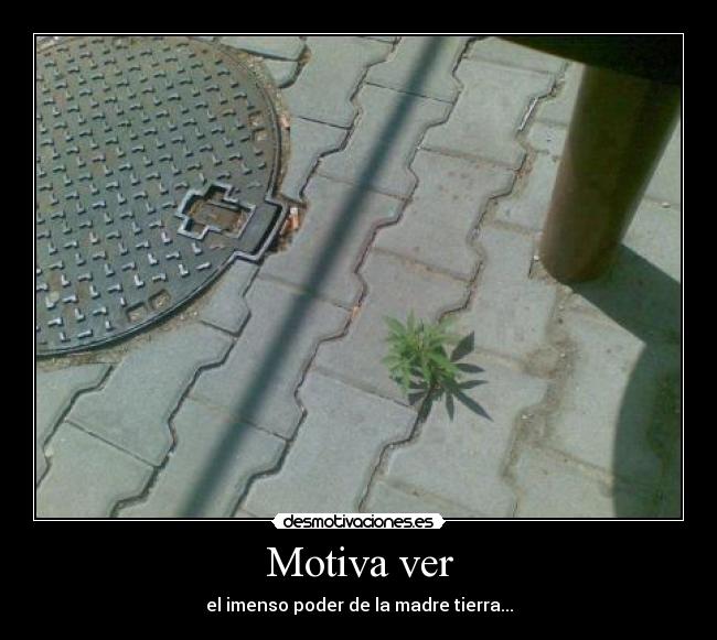 Motiva ver -