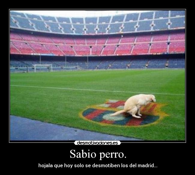Sabio perro. - hojala que hoy solo se desmotiben los del madrid...