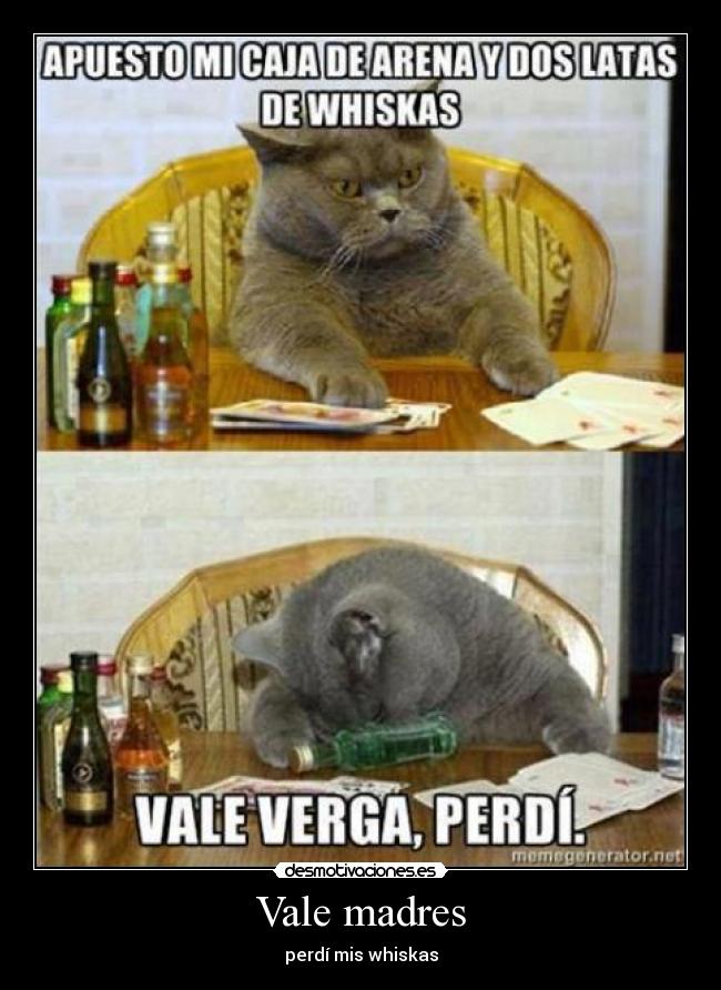 carteles gatos desmotivaciones