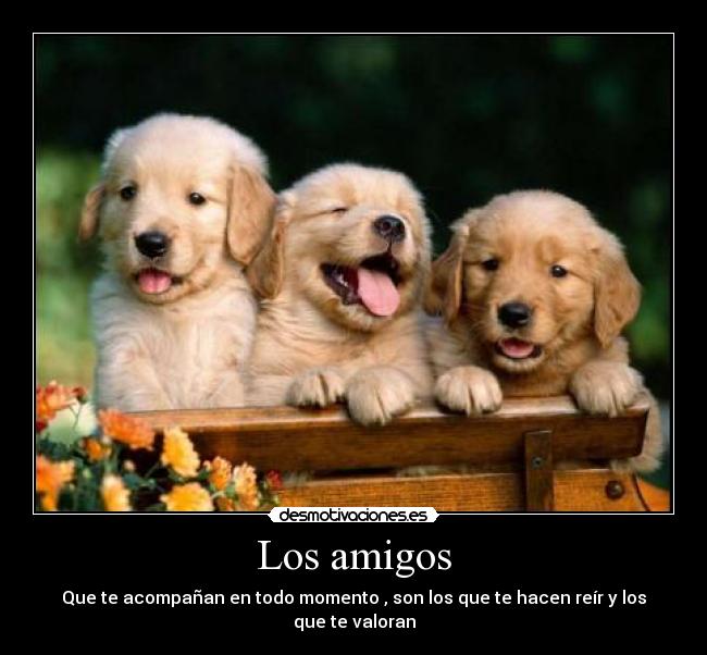 Los amigos - Que te acompañan en todo momento , son los que te hacen reír y los que te valoran