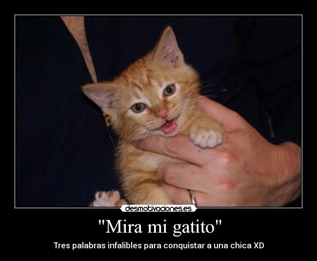 Mira mi gatito - Tres palabras infalibles para conquistar a una chica XD