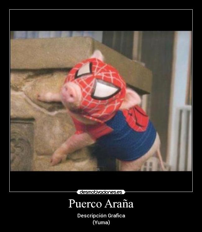 Puerco Araña - 