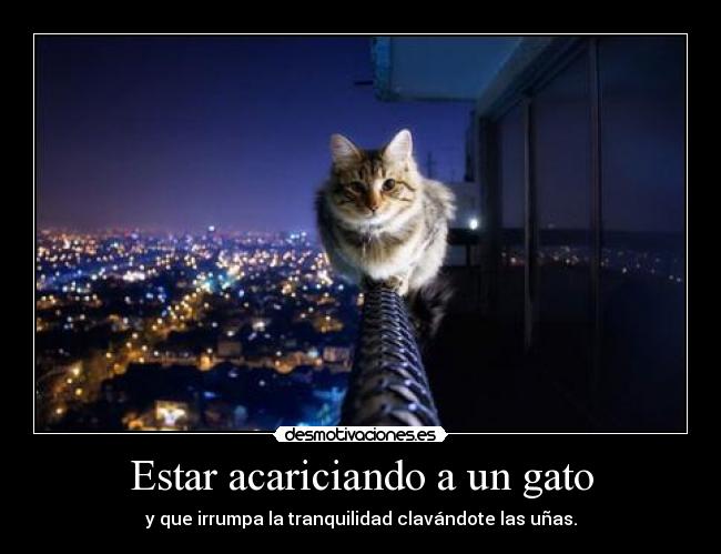 Estar acariciando a un gato - 