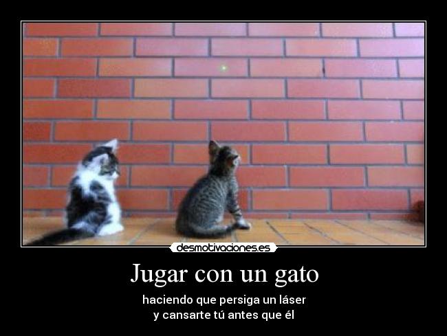 carteles lindos felinos desmotivaciones