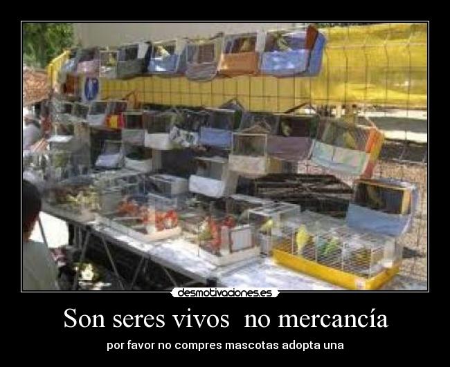 Son seres vivos no mercancía -