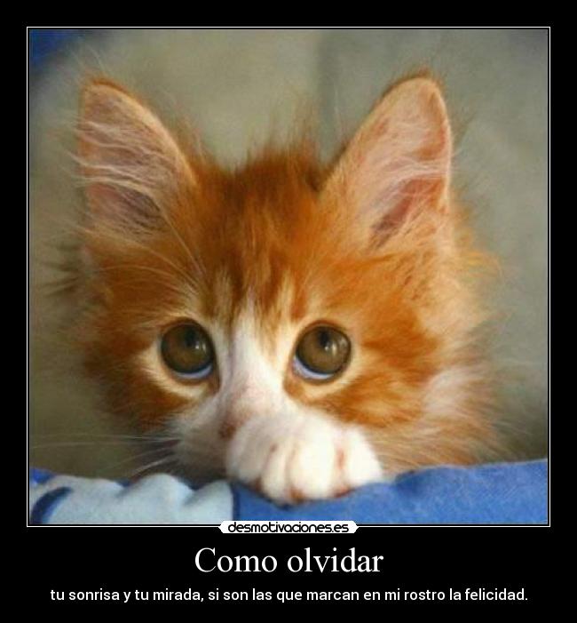 carteles olvidar como olvidar desmotivaciones