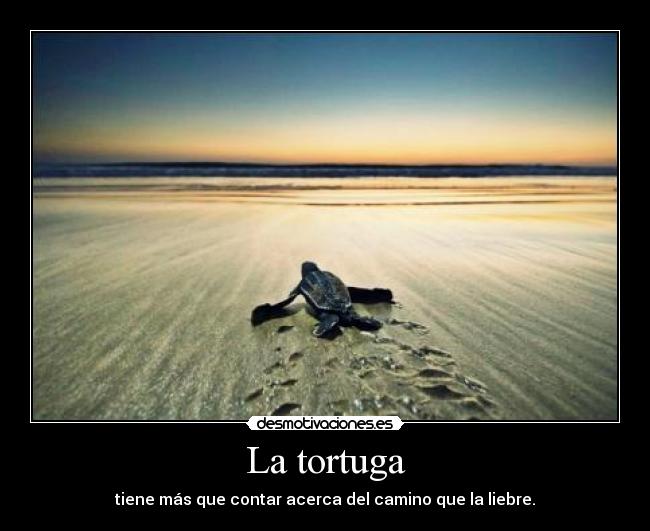 La tortuga -