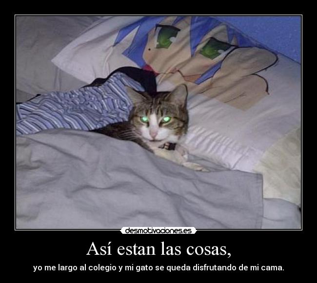 Así estan las cosas, - yo me largo al colegio y mi gato se queda disfrutando de mi cama.