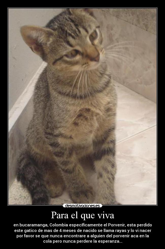 Para el que viva - en bucaramanga, Colombia específicamente el Porvenir, esta perdido
este gatico de mas de 4 meses de nacido se llama rayas y lo vi nacer
por favor se que nunca encontrare a alguien del porvenir aca en la
cola pero nunca perdere la esperanza...