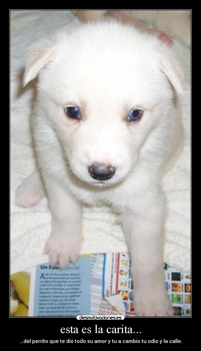 esta es la carita... - ...del perrito que te dió todo su amor y tu a cambio tu odio y la calle.