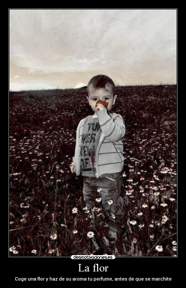 La flor - Coge una flor y haz de su aroma tu perfume, antes de que se marchite