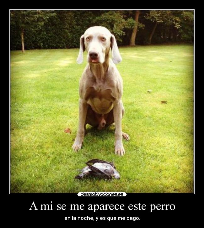 A mi se me aparece este perro - en la noche, y es que me cago.