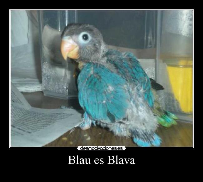 Blau es Blava - 