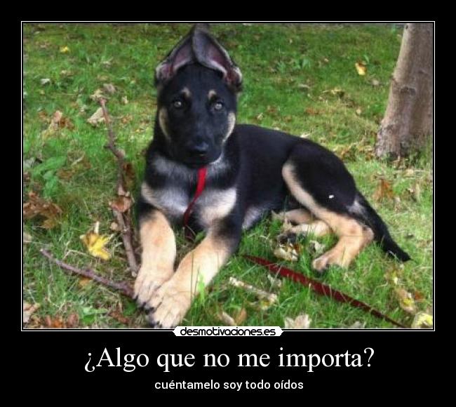 carteles lol buen perro desmotivaciones