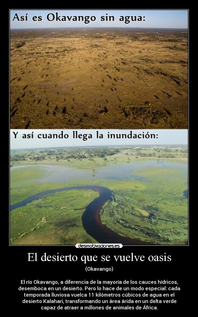 El desierto que se vuelve oasis - (Okavango)
El río Okavango, a diferencia de la mayoría de los cauces hídricos,
desemboca en un desierto. Pero lo hace de un modo especial: cada
temporada lluviosa vuelca 11 kilómetros cúbicos de agua en el
desierto Kalahari, transformando un área árida en un delta verde
capaz de atraer a millones de animales de África.