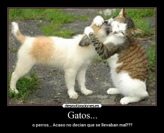 Gatos... - o perros... Acaso no decian que se llevaban mal???