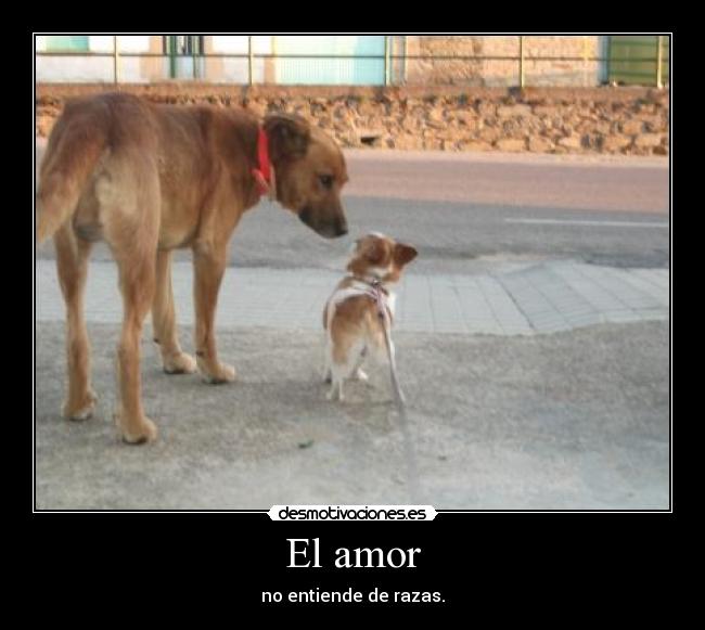 El amor - no entiende de razas.