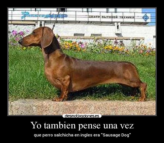 Yo tambien pense una vez - que perro salchicha en ingles era Sausage Dog