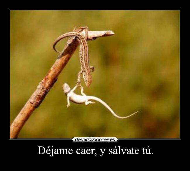 Déjame caer, y sálvate tú. -