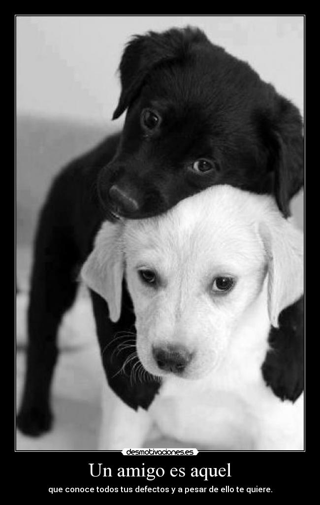 Un amigo es aquel - que conoce todos tus defectos y a pesar de ello te quiere.